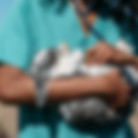 Veterinarian Examining a Bunny