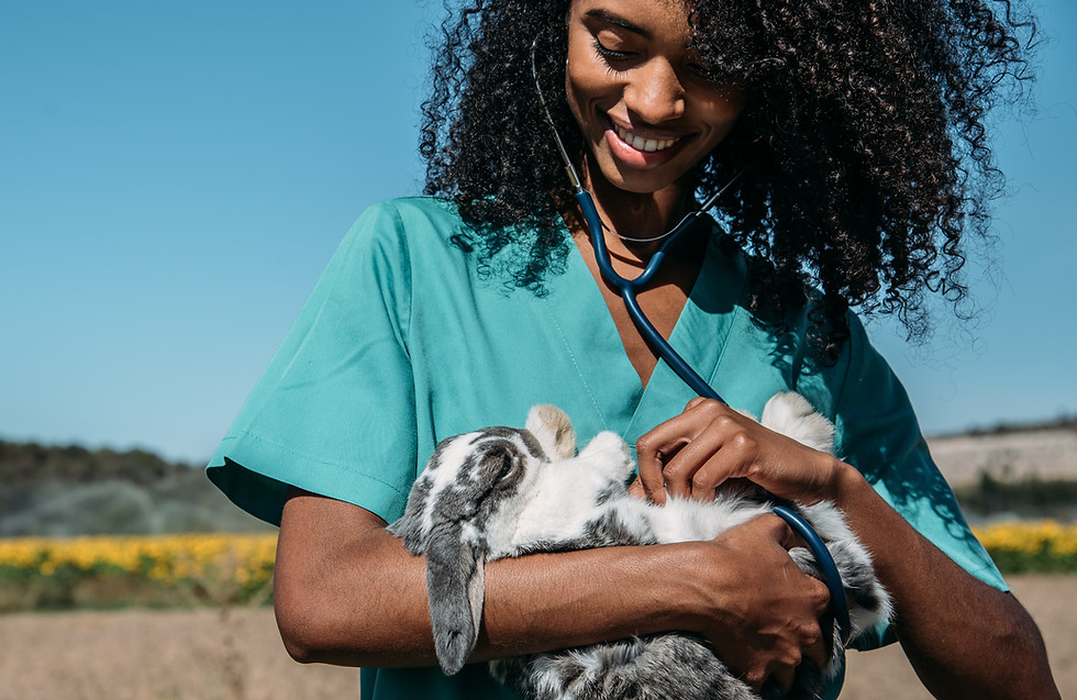 Vétérinaire examinant un lapin