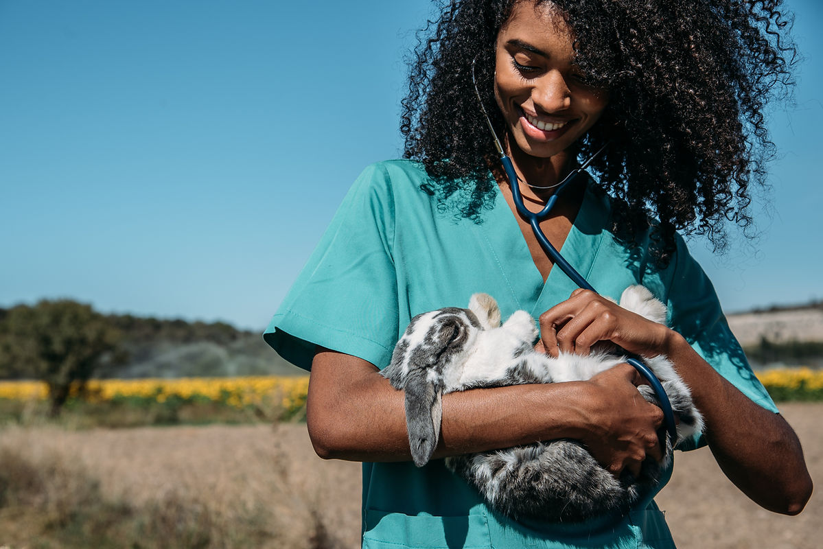 Veterinário Examinando um Coelhinho
