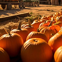 Pumpkin Farm