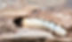 Close-up of a woodworm burrowing inside the wood