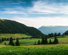 Paysage vert