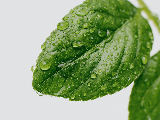 Feuille avec des gouttelettes d'eau