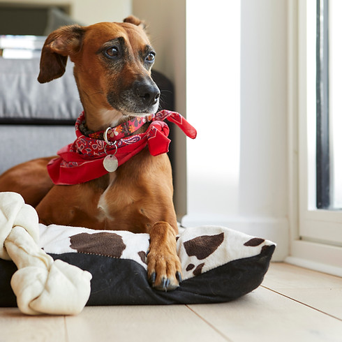 Dog in dog bed with bone looking away