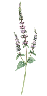 Illustration d'une fleur en aquarelle
