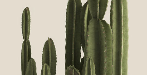 the feel good project - cactus
