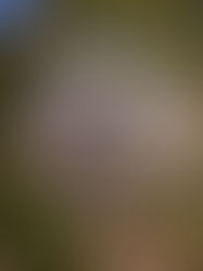 Jalolov Bekzod Sherzod oʻgʻli