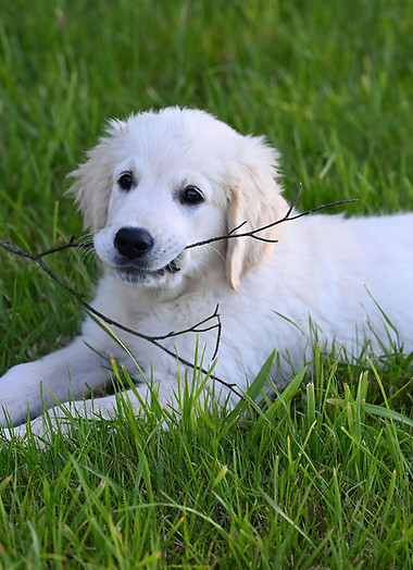 Puppy Playing Outdoors