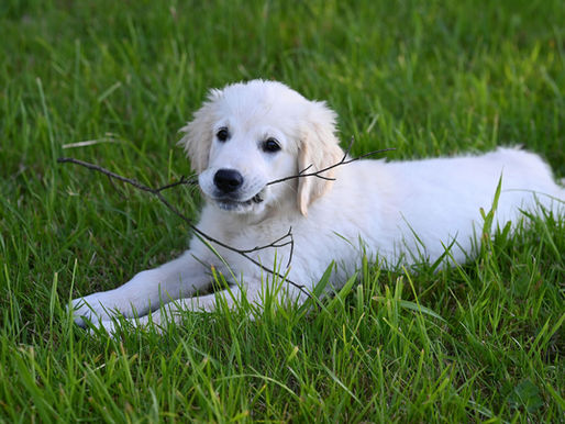 The Science Behind Potty Training: Why Your Puppy Isn't Being Stubborn