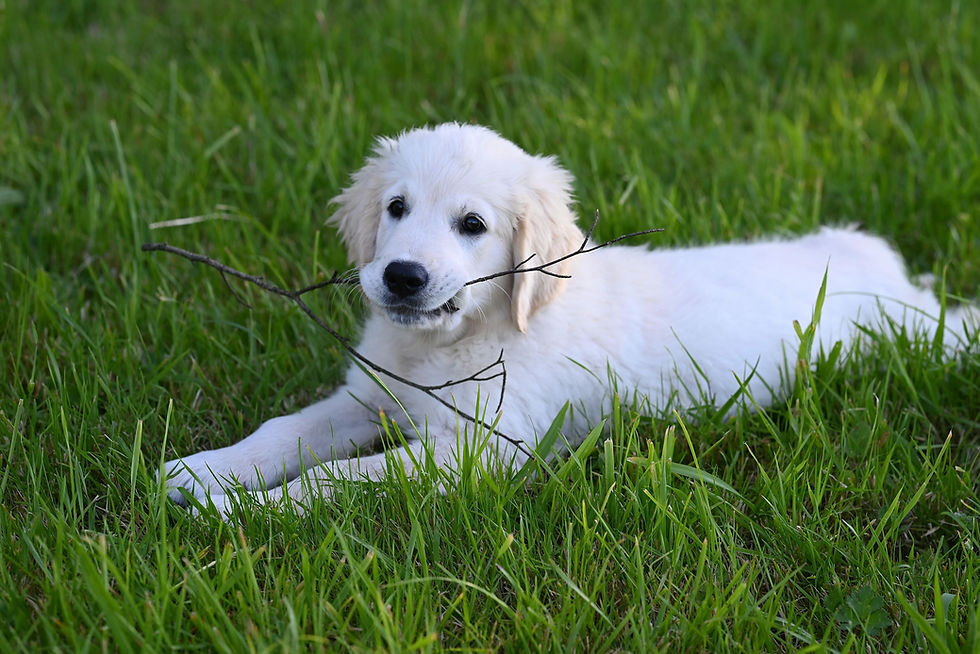Chiot jouant dehors