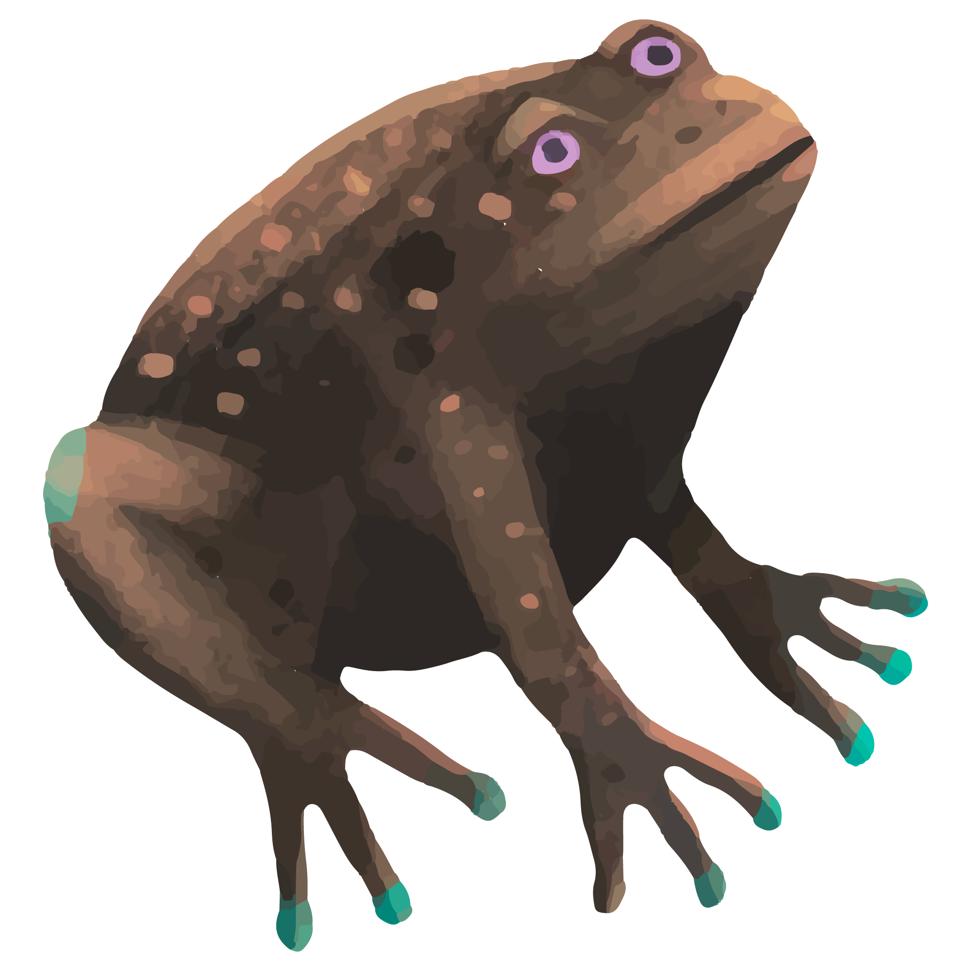 Colorful Frog Illustration