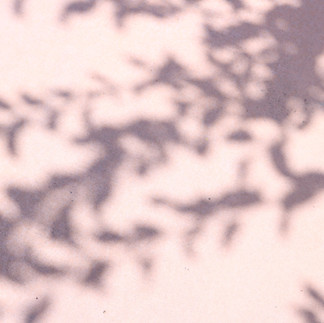 Sombras de hojas en una pared, con un toque de color rosa sutil y natural.