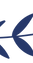 Illustration de la branche de laurier bleu