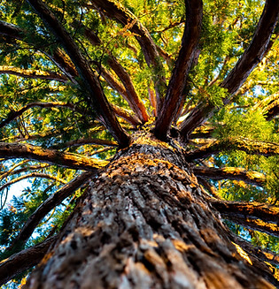 Großer Baum