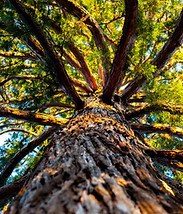 Large Tree