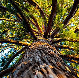 Großer Baum