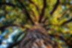 Large Tree
