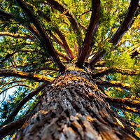 Großer Baum
