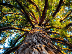 HEINEKEN México y Fundación Azteca realizan jornada de reforestación en Iztapalapa