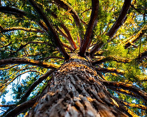 Grand arbre