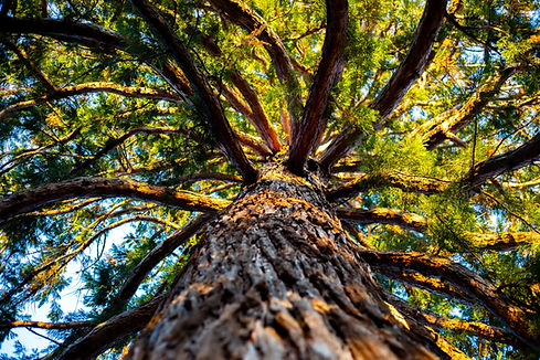 Großer Baum