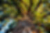 Grand arbre