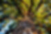 Large Tree