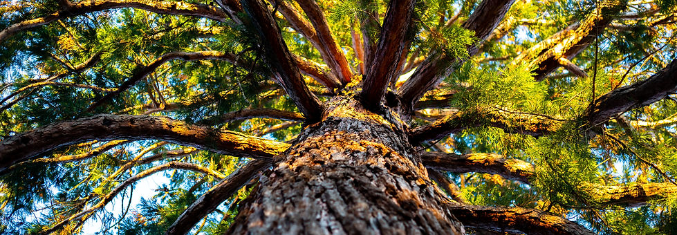 Arbol alto