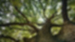 Close-Up Low Angle View Of Trees