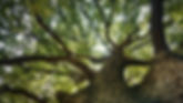 Close-Up Low Angle View Of Trees