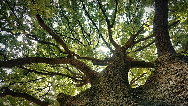 Close-Up Low Angle View Of Trees
