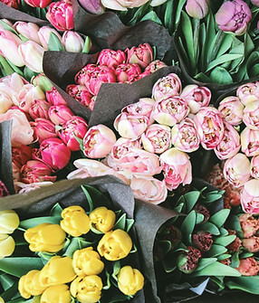 Roses