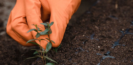 this is one of are planting services.