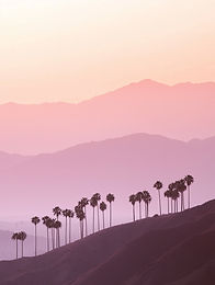 Silhouetted Palm Hills