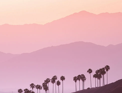 Palm Trees at Sunset
