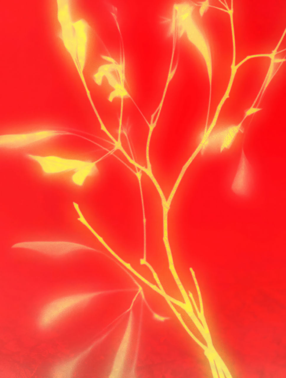 光る植物のシルエット