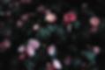 ピンクの花