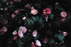 Fleur de fleurs roses