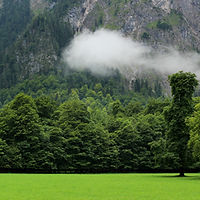 Árboles y acantilado