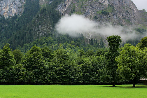 Trees and Cliff
