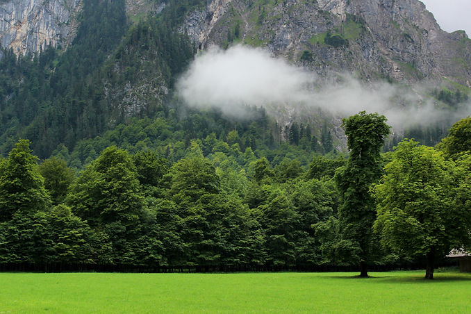 Trees and Cliff