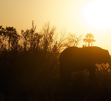Silhouette of Elephant