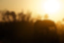 Silhouette of Elephant
