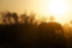 Silhouette of Elephant