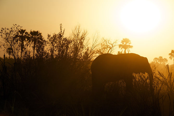 Silhouette di elefante