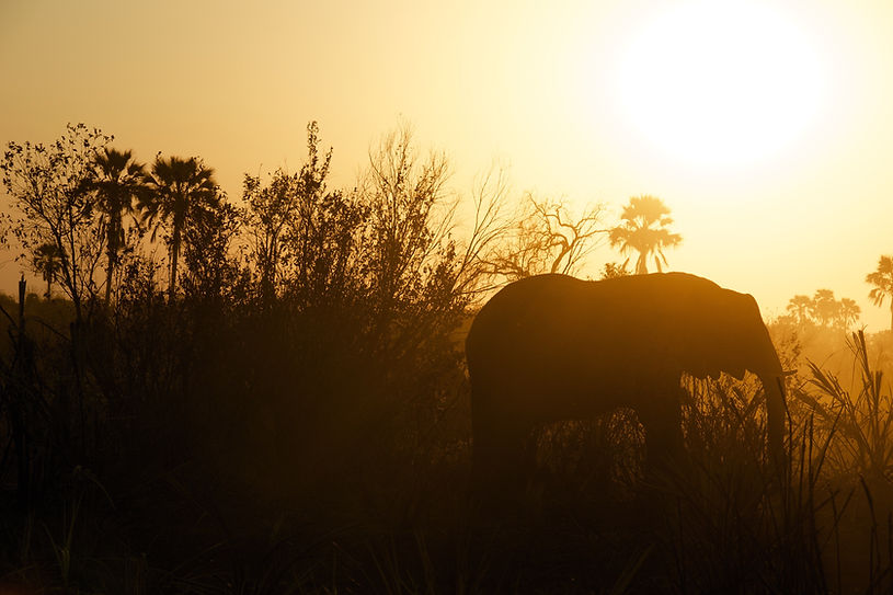 Elephant At Sunset