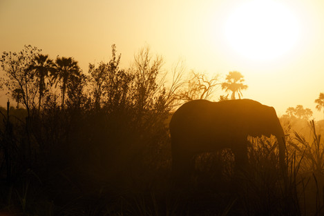 Silhouette of Elephant