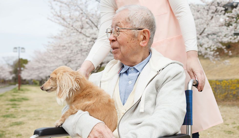 Elderly Asian man in a wheelchair with dog in his lap being pushed by caregiver