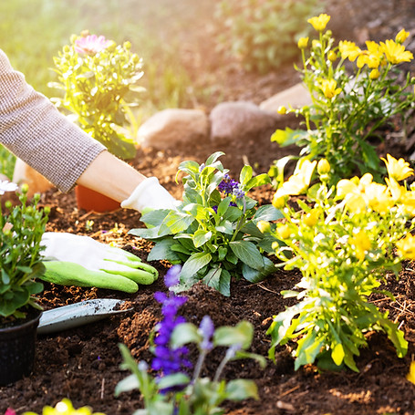 Woman planting colourful flowers in backyard flowerbed