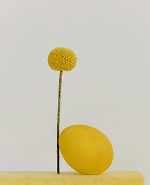 Yellow Flower Still Life